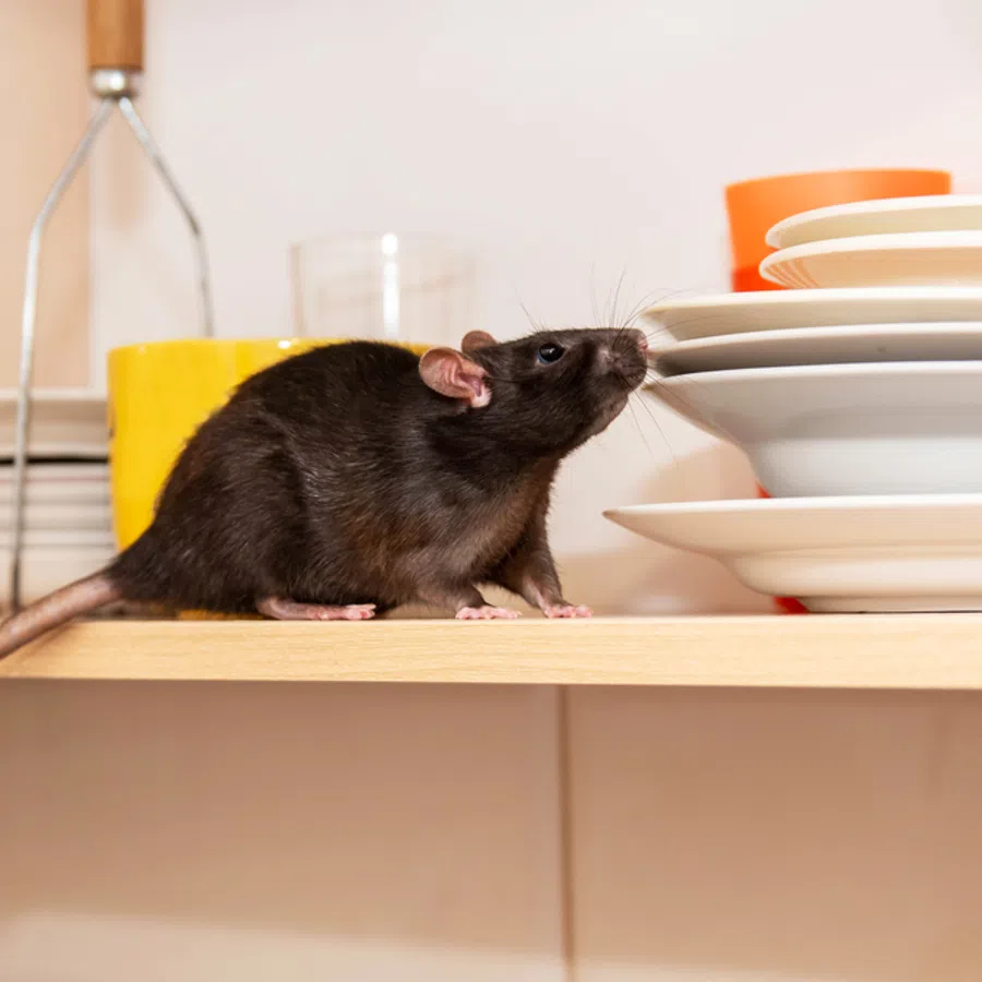 Black rat on kitchen shelf sniffing a stack of white and orange dishes with utensils in the background
