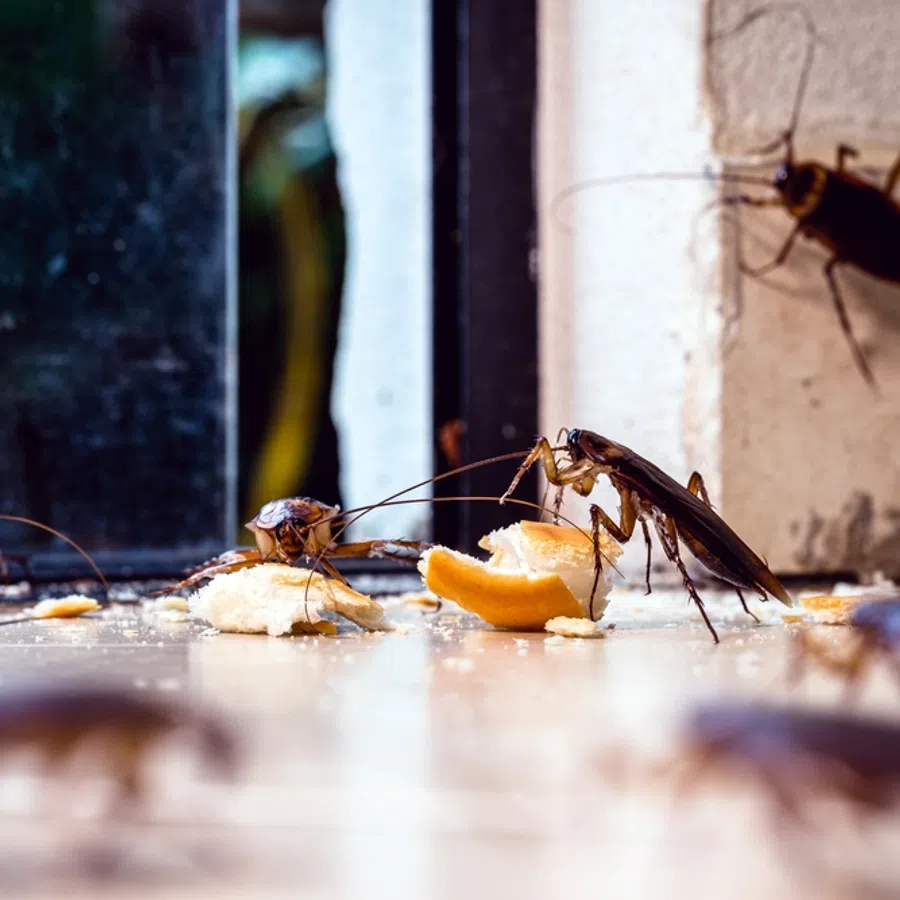 Several cockroaches gathered around food crumbs on a floor near a wall corner, highlighting pest infestation indoors.