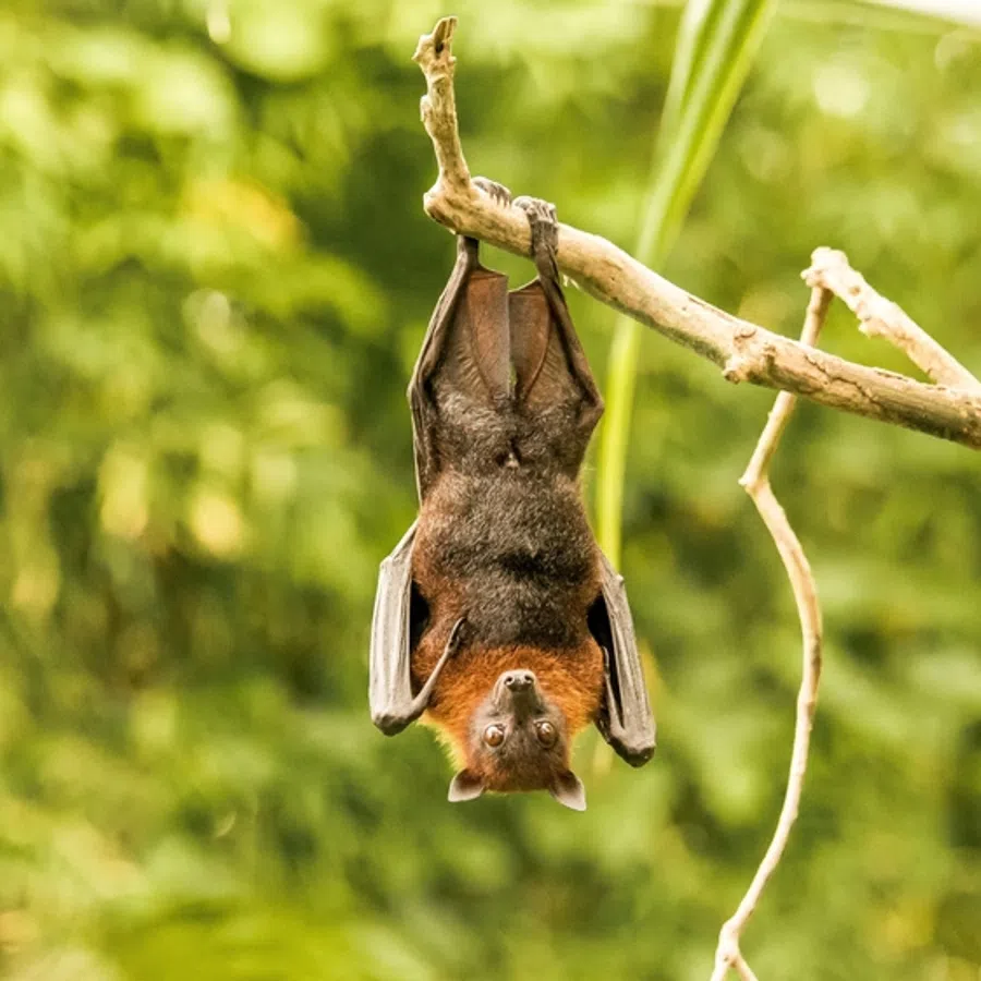 Bat hanging upside down from a tree branch in a green forest, displaying its brown and black fur and wings.