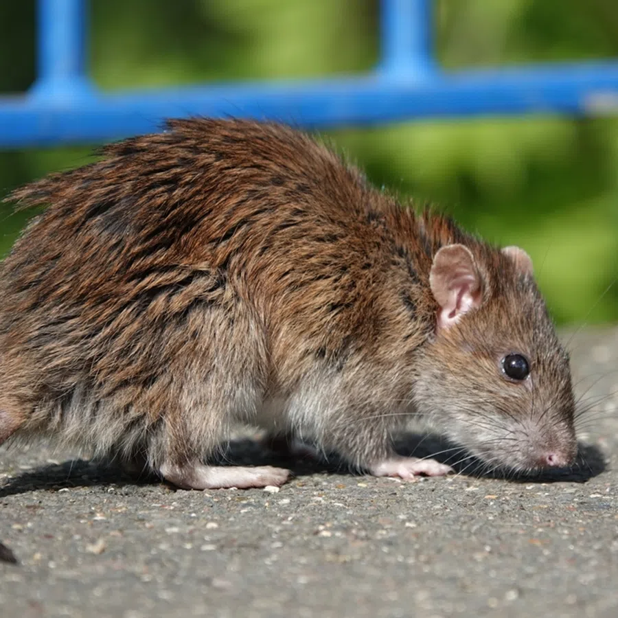 Brown rat with coarse fur standing on asphalt near blue railing in outdoor setting with green background