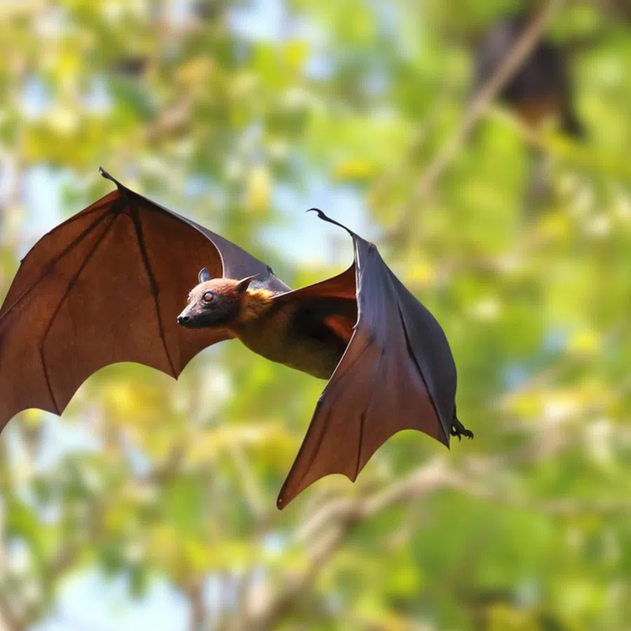 Flying fruit bat with outstretched wings in a blurred green forest background during daytime