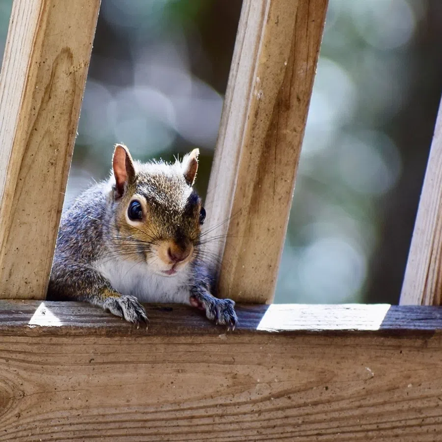 Curious squirrel peeking through wooden fence slats with blurred green background in daylight.