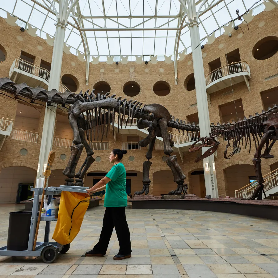 Museum worker pushes cleaning cart past large dinosaur skeletons inside a spacious natural history museum.