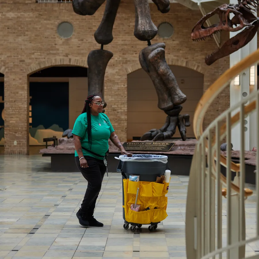 Museum staff in green shirt pushing cleaning cart near large dinosaur skeleton exhibits indoors.