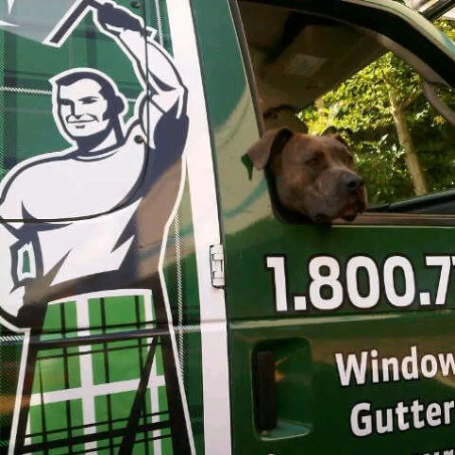 a dog looking out the window of a car