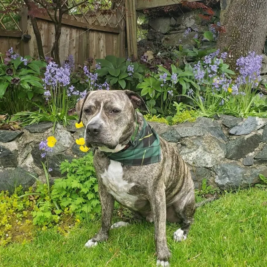 a dog sitting in the grass