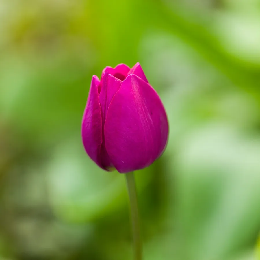 a close up of a flower