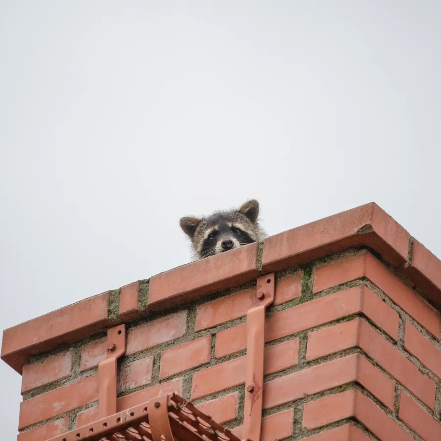 a raccoon on a roof