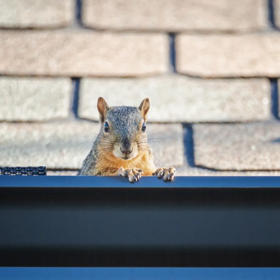 a squirrel on a ledge