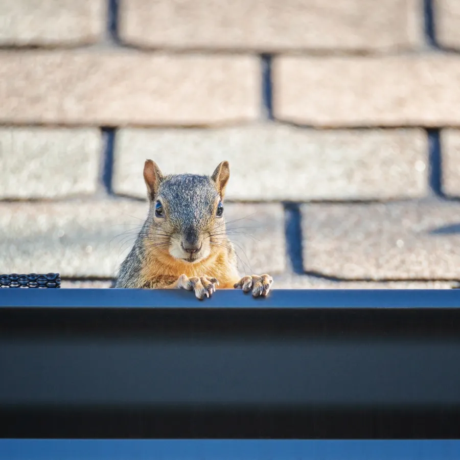 a squirrel on a ledge