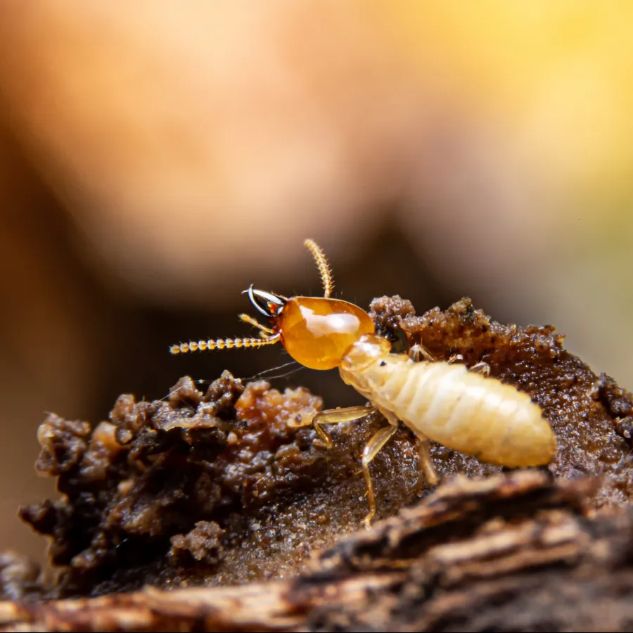 a bug on a log