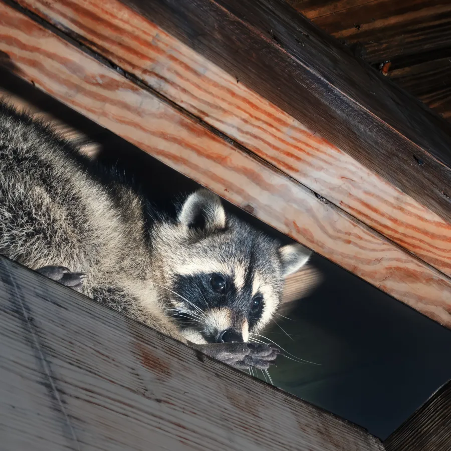 a raccoon lying on a wood surface