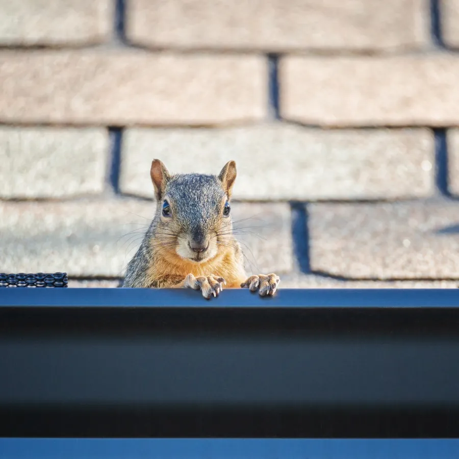 a squirrel on a ledge