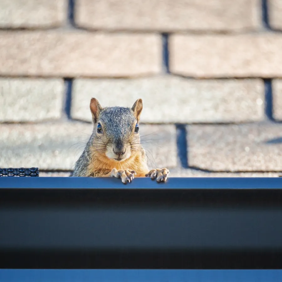 a squirrel on a ledge