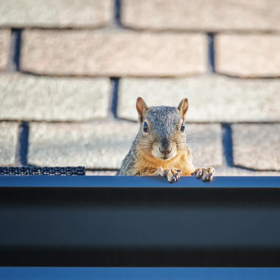 a squirrel on a ledge