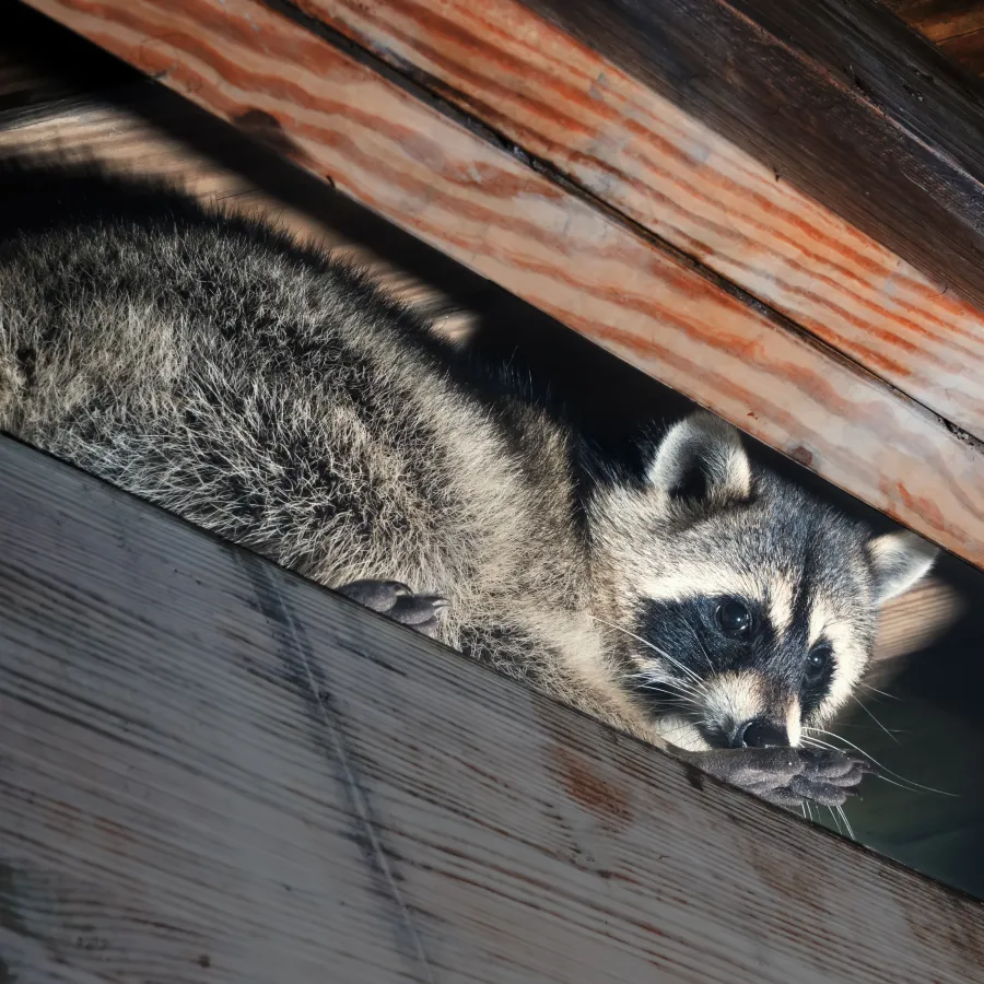 a raccoon lying on a wood surface