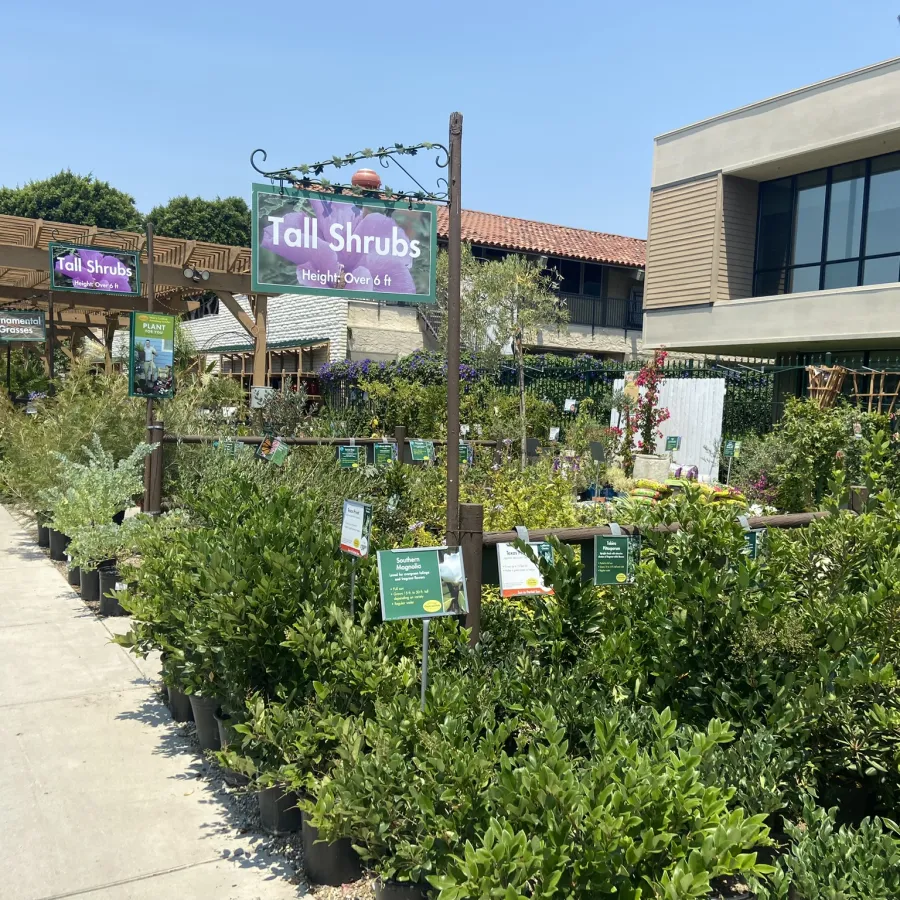Outdoor garden center with various potted tall shrubs and green plants under clear blue sky