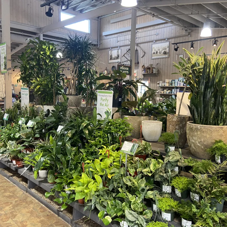 Indoor garden center display with a variety of green plants in pots promoting air purification benefits.