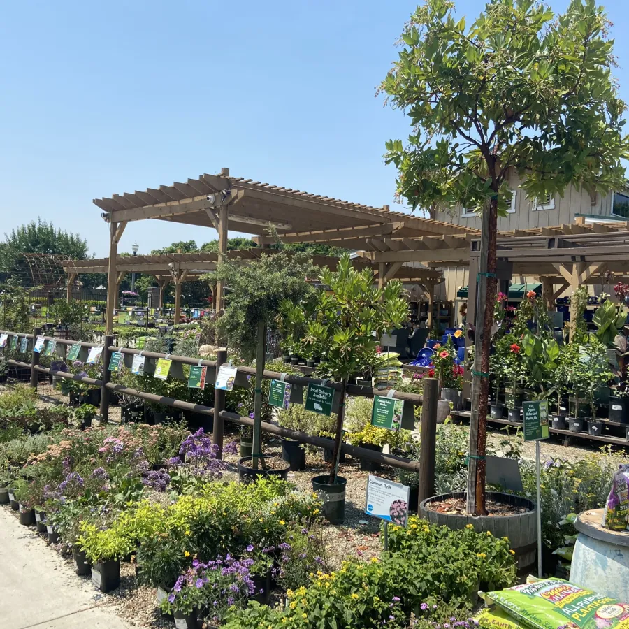 Outdoor garden center with a variety of potted plants, flowers, and trees under wooden pergolas on a sunny day.