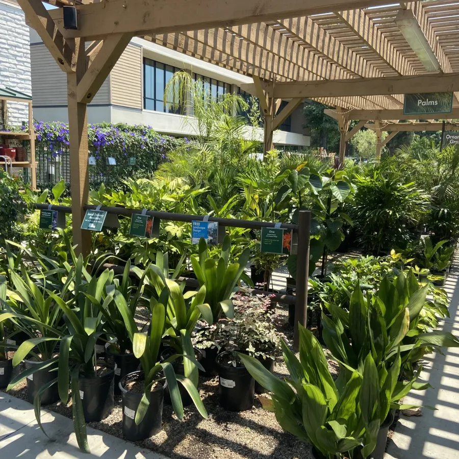 Outdoor garden center with various potted green plants under a wooden pergola with sunlight.