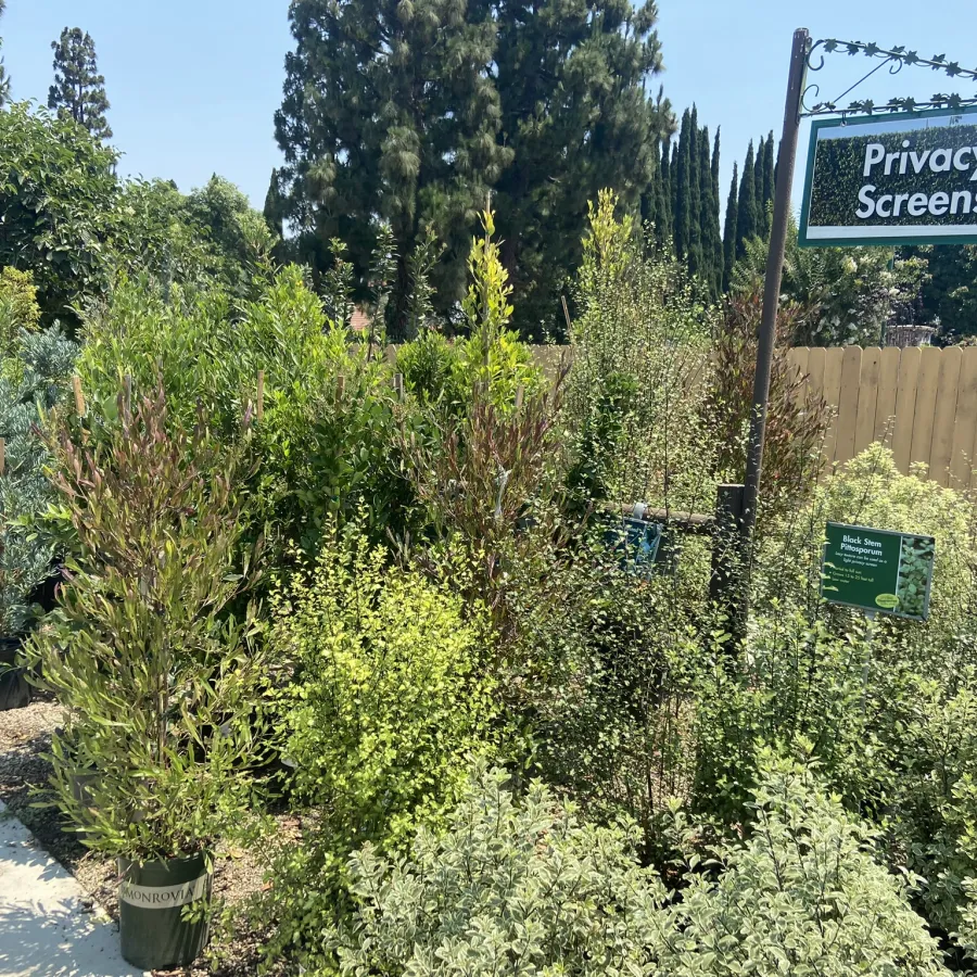 Various green privacy screen plants displayed outdoors with a Privacy Screens sign under clear blue skies.