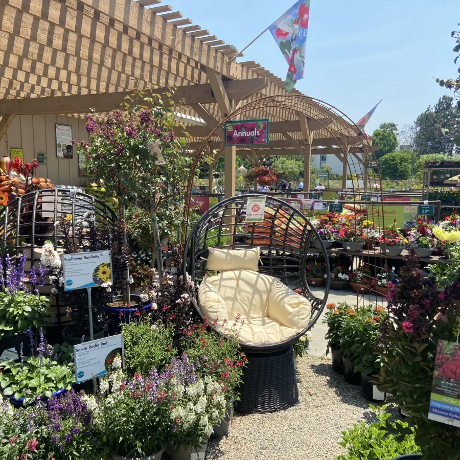 Garden center outdoor area with flowering plants, decorative seating, and wooden pergolas under clear sky.
