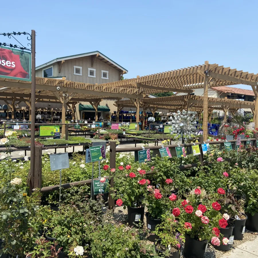 Outdoor garden center with various rose plants in pots under wooden pergolas on a sunny day.