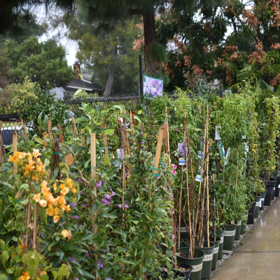 Rows of vibrant flowering plants and shrubs in pots lined up along a wet garden center aisle on a rainy day