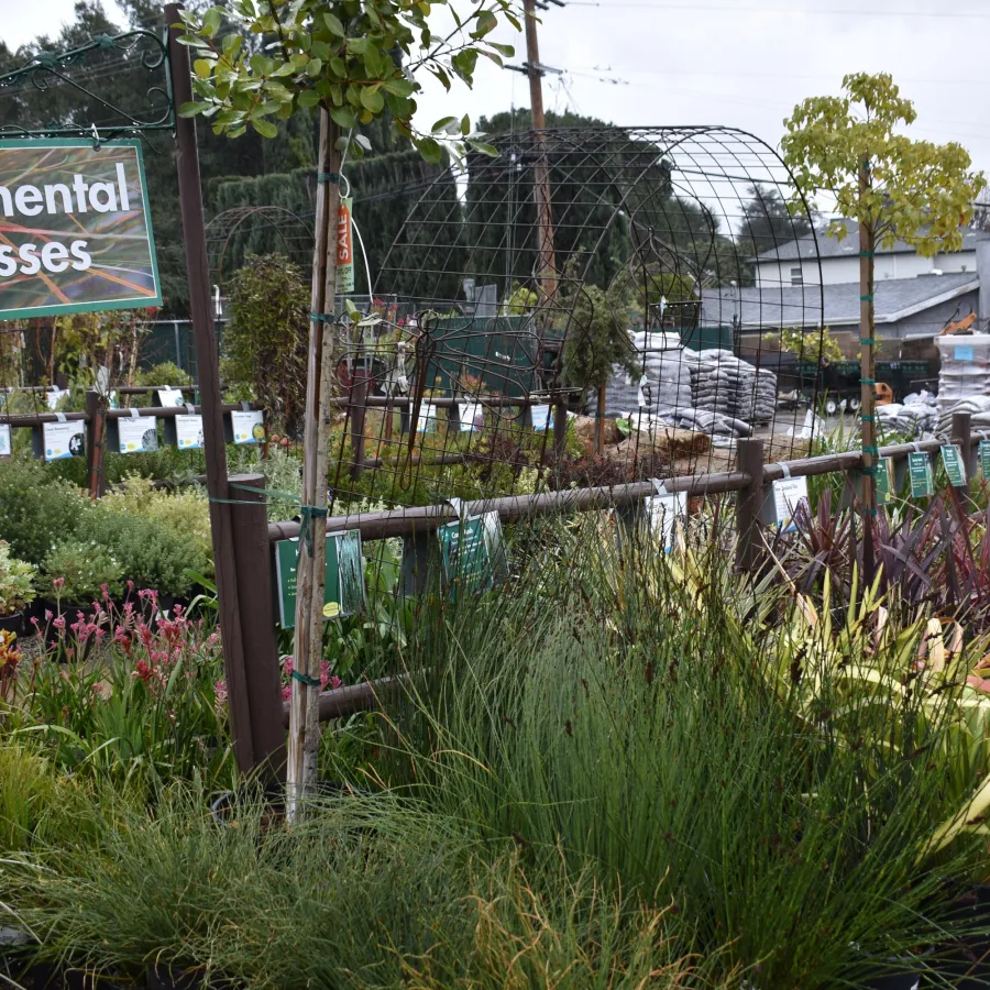 Outdoor nursery display of diverse ornamental grasses with green and purple foliage and sale signs.