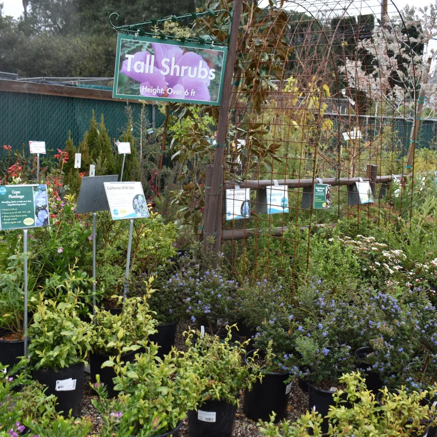 Outdoor garden center section with various tall shrubs in black pots labeled for over 6 feet height.