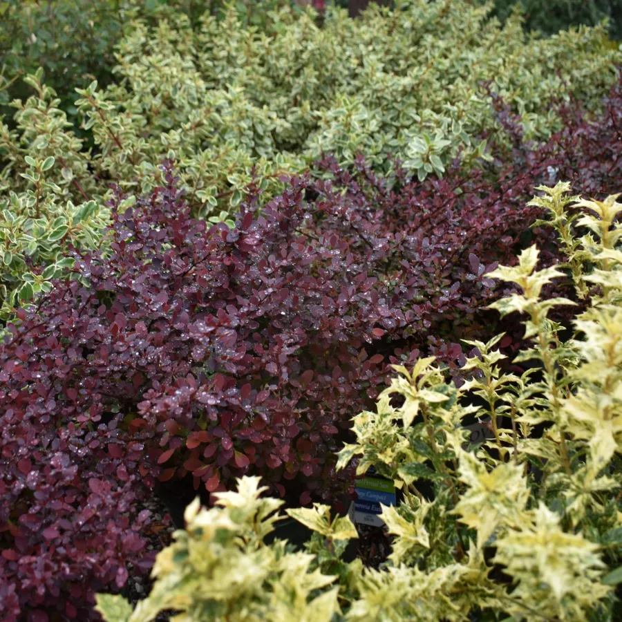 Dense clusters of variegated and purple foliage plants creating a vibrant garden bed with textured leaves.