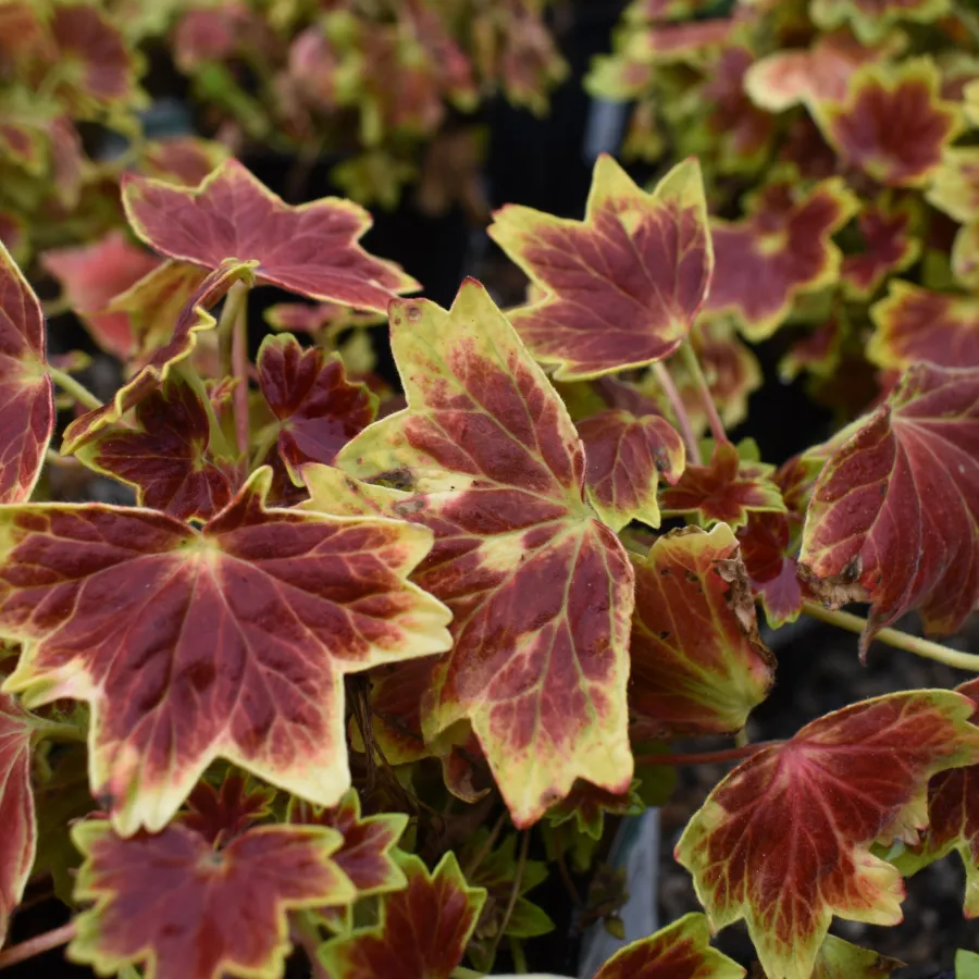 Close-up of red and yellow variegated leaves with serrated edges in a garden setting.