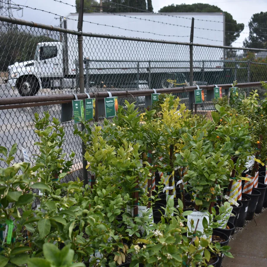 Row of potted citrus trees with informational signs along a chain-link fence on a cloudy day.