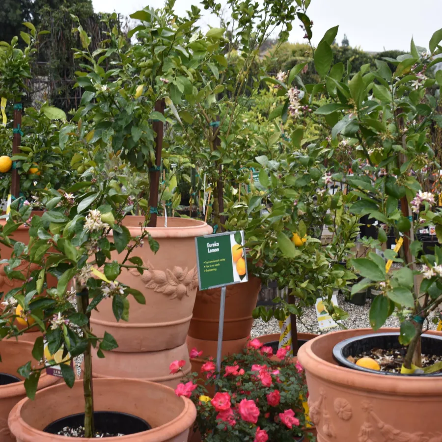 Potted lemon trees with green leaves and yellow fruits displayed in a garden center among flowers and gravel.