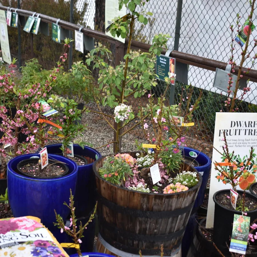 Dwarf fruit trees and flowering plants in pots and barrels at a garden center display.