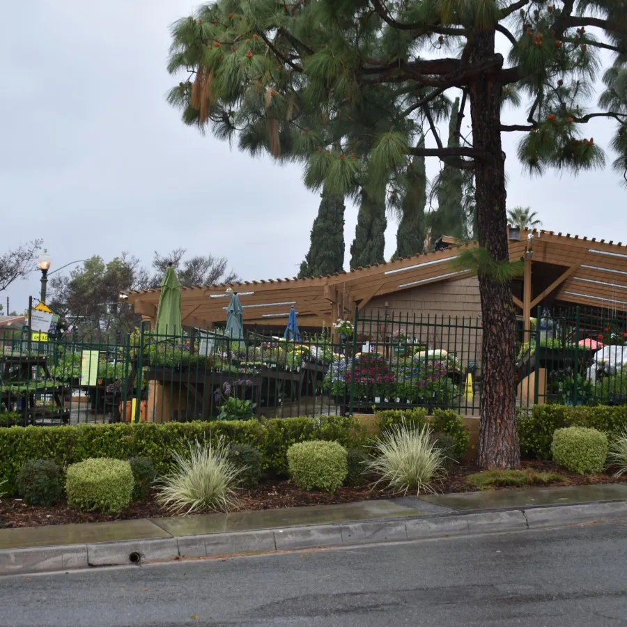 Outdoor garden center with plants, shrubs, umbrellas, wooden pergola, and a large tree on a cloudy day.