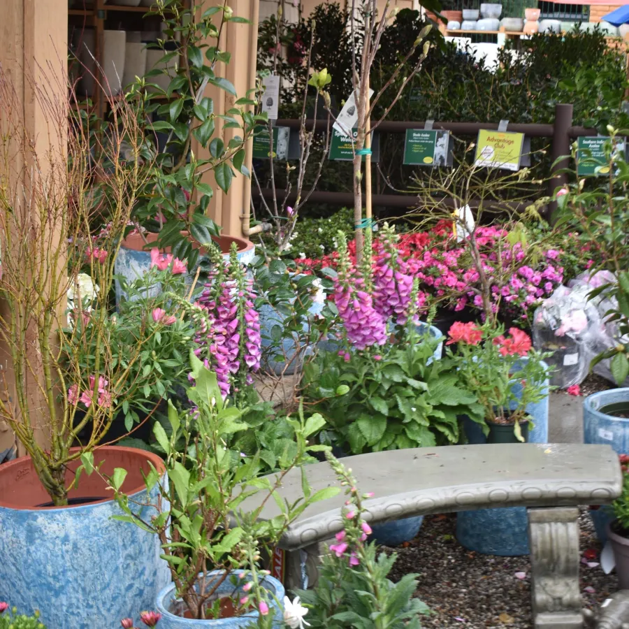 Garden center with vibrant pink and purple flowers, blue pots, and a stone bench on gravel pathway.