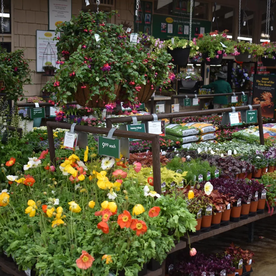 Outdoor garden center display with vibrant flowers, hanging baskets, potted plants, and gardening supplies for sale.