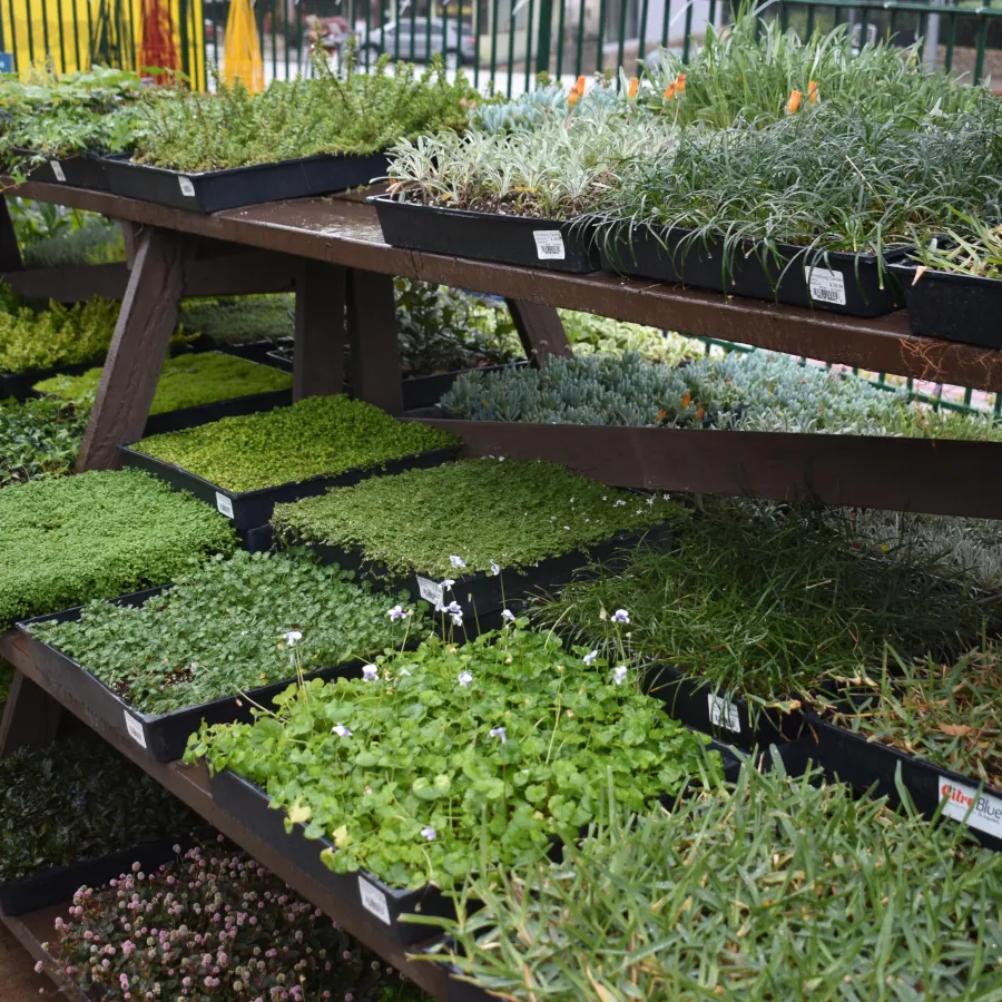 Rows of various green seedlings and small plants arranged on tiered wooden shelves in a nursery.