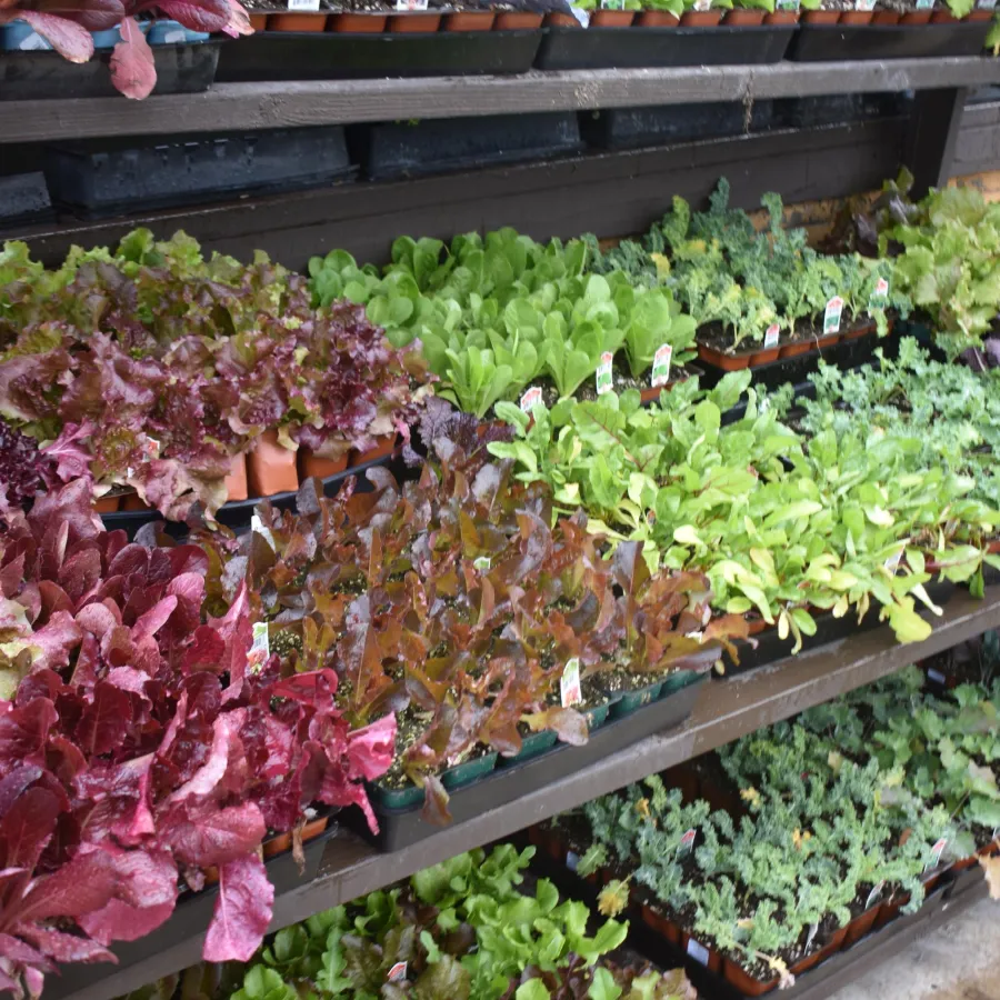 Multiple trays of vibrant leafy vegetable plants displayed on tiered wooden shelves at a garden nursery.
