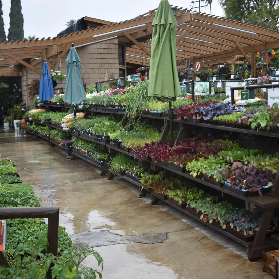 Outdoor garden center with rows of plants and greenery displayed on shelves under wooden pergolas on a wet pavement.