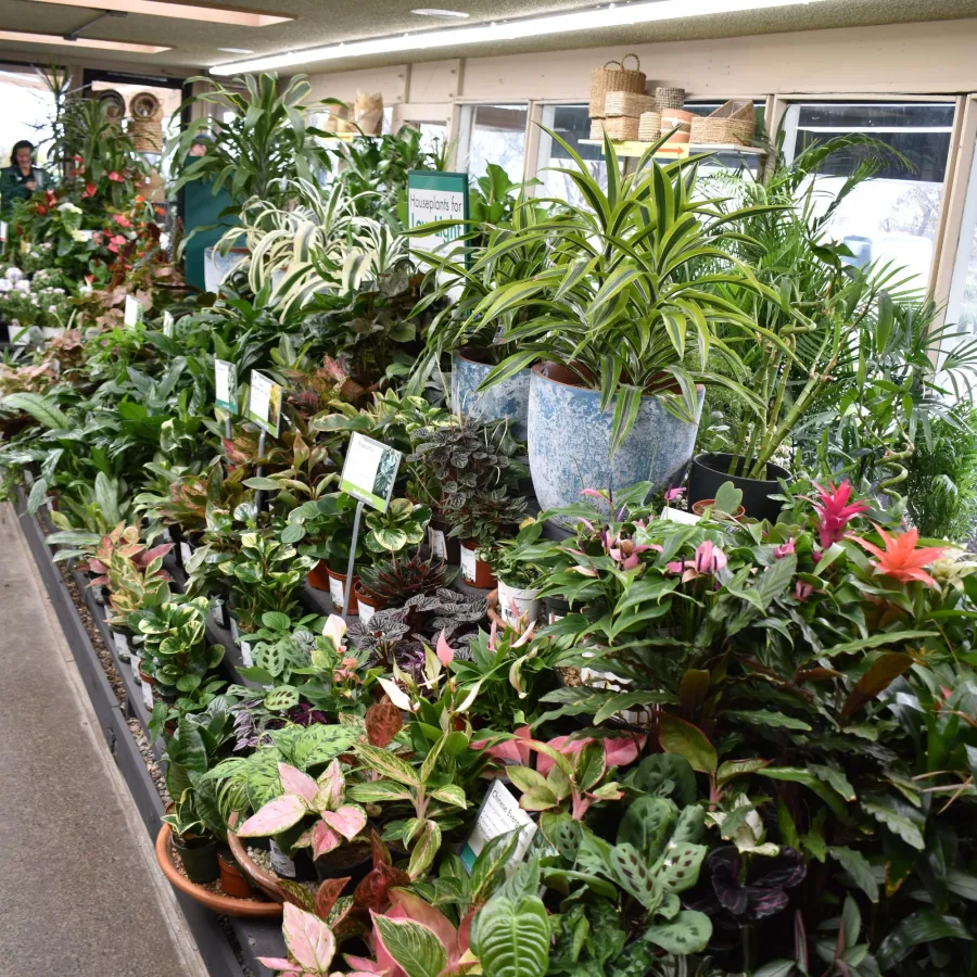 Indoor display of diverse houseplants in pots on shelves with natural light from windows and ceiling lights above.