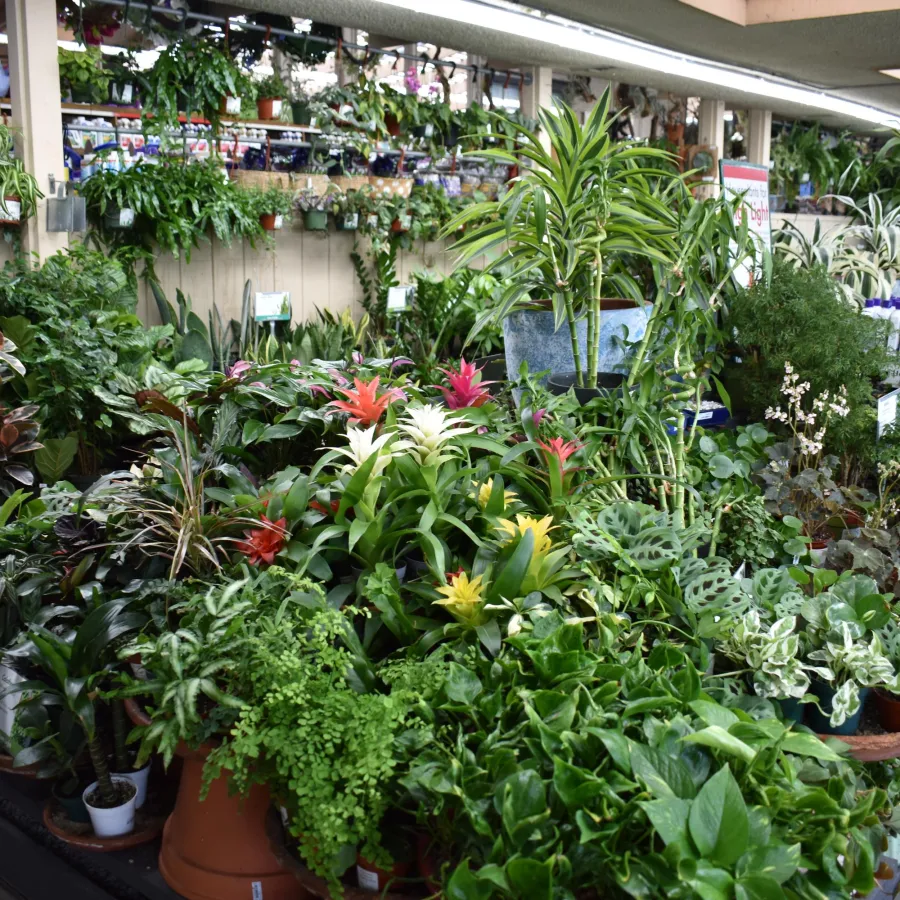 Indoor garden center display with a variety of colorful tropical and green houseplants in pots