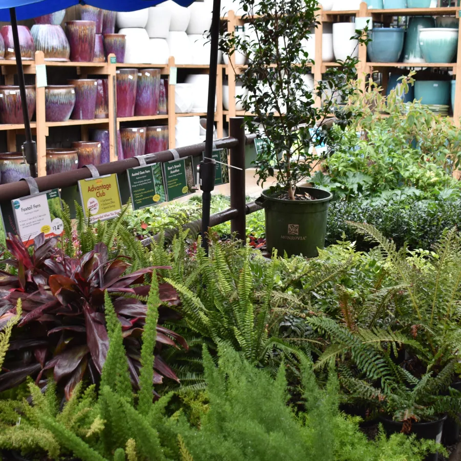 Garden center display featuring various ferns, potted plants, and colorful ceramic pots on shelves outdoors.