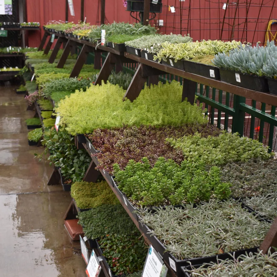Variety of small green plants and succulents arranged on tiered wooden shelves at a nursery with a red barn backdrop.