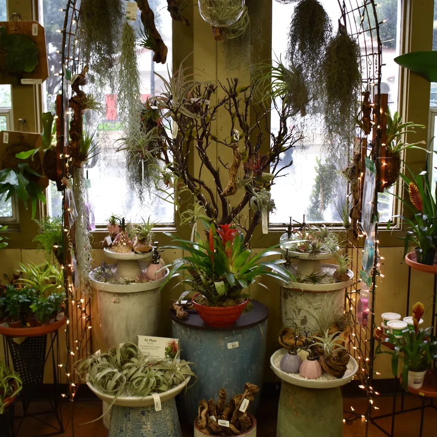 Indoor display of air plants and various greenery arranged on pots and hanging from a metal arch with string lights.