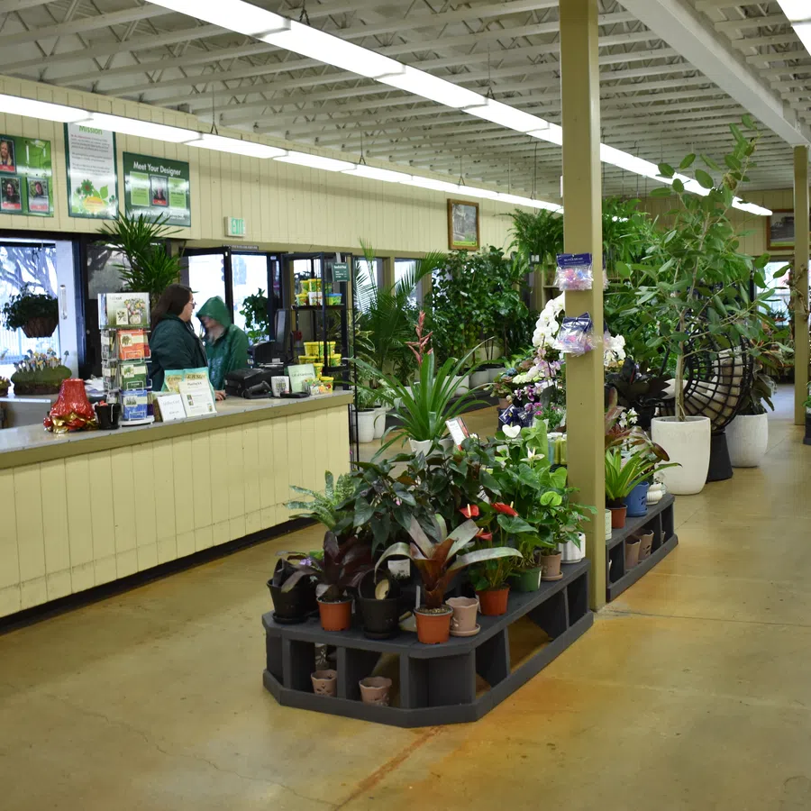 Bright indoor garden store with a variety of potted plants, customer service counter, and hanging baskets.