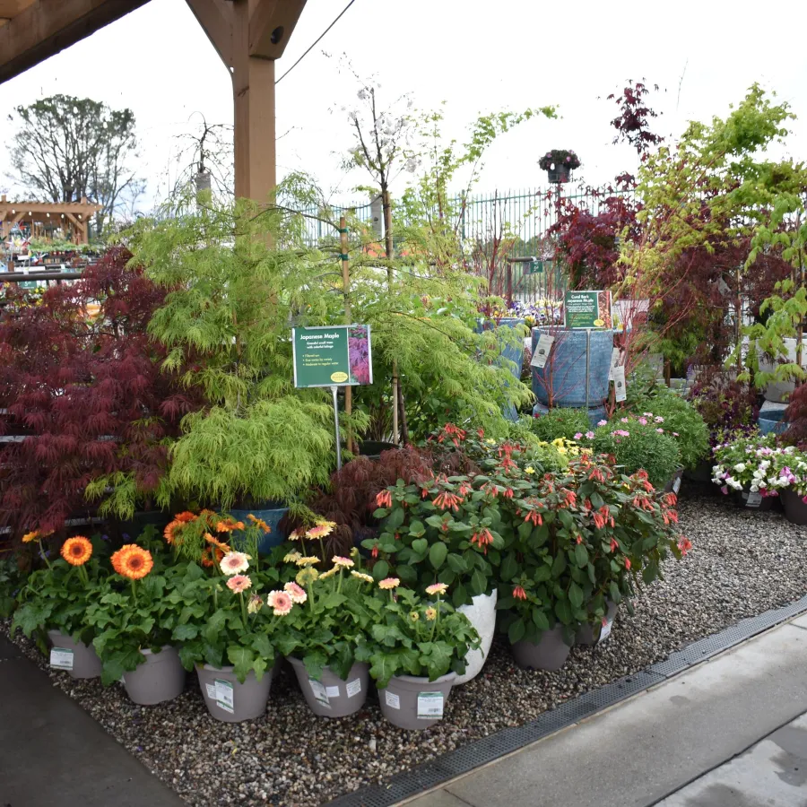 Display of assorted potted flowers and ornamental plants under wooden pergola at garden center.