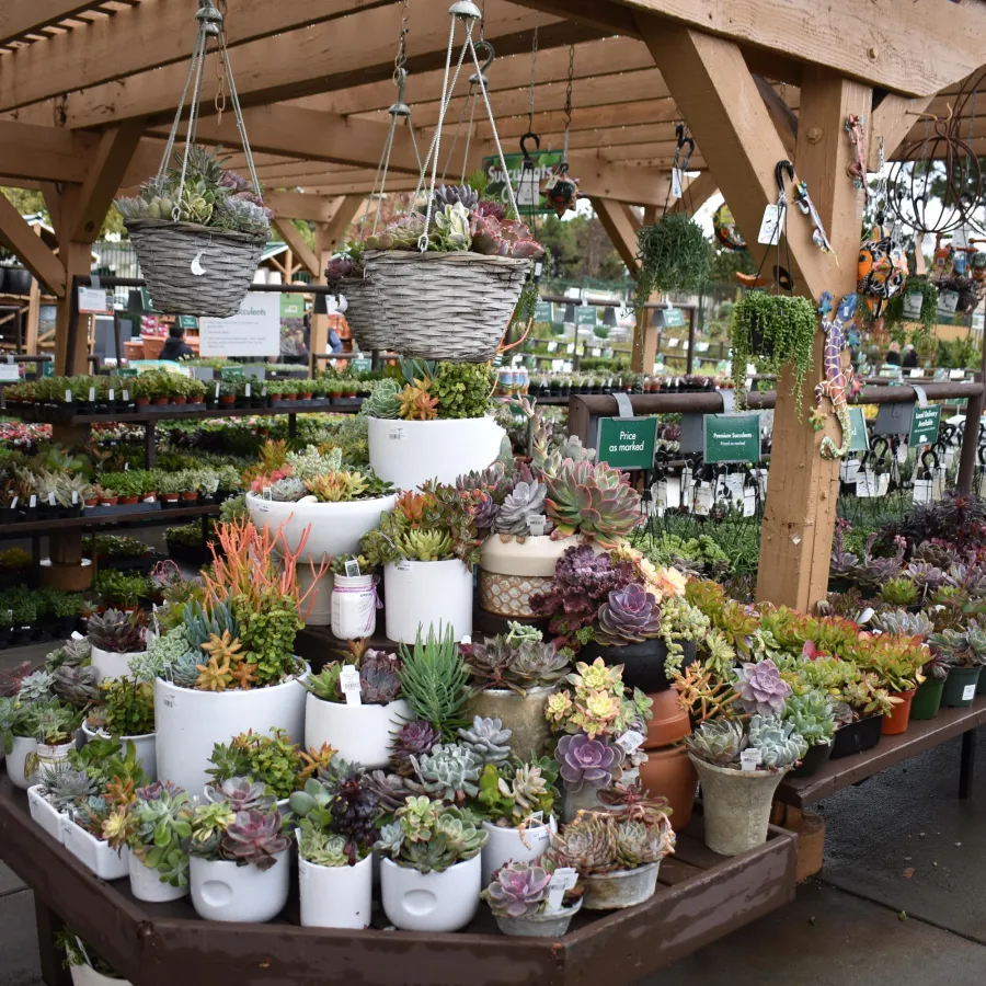 Colorful succulents and potted plants displayed on wooden tables under a pergola at a garden center.