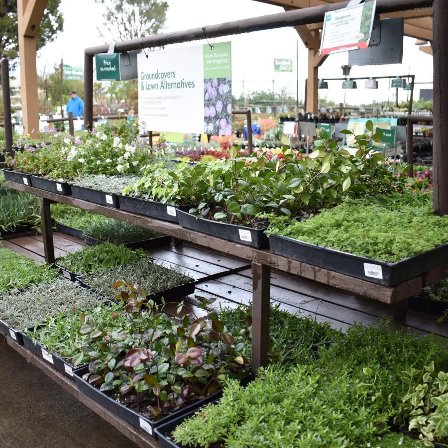 Nursery display of various green groundcover and low alternative plants in trays on wooden shelves under a canopy.